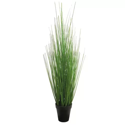 Panicum Virgatum in pot Groen 63cm