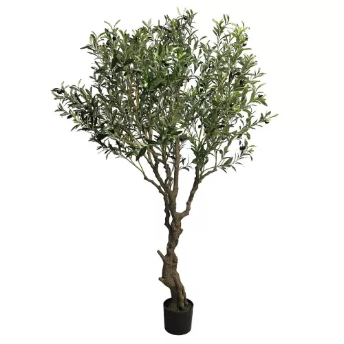 Payaa Olijfboom Nancy In Pot 200x80x60cm (110532)